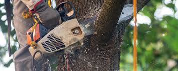 Reliable Erwinville, LA Tree Care Services Solutions